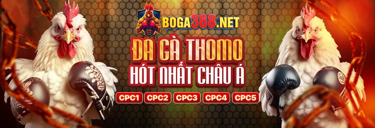 Trường gà gh88 app sôi động